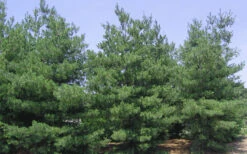 Eastern White Pine (Pinus Strobus) - 1 Gallon Pot -Wilson Bros Gardens pinus strobus eastern white pine 6 1