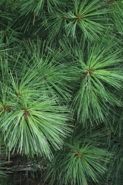 Eastern White Pine (Pinus Strobus) - 1 Gallon Pot -Wilson Bros Gardens pinus strobus eastern white pine 7 1