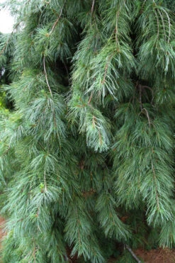 Weeping Eastern White Pine - 3 Gallon Pot -Wilson Bros Gardens pinus strobus pendula weeping eastern white pine 1 1
