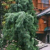 Weeping Eastern White Pine - 6 Gallon Pot