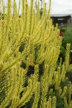 Candlelight Golden Scotch Pine - 3 Gallon Pot -Wilson Bros Gardens pinus sylvestris candlelight scots pine 2
