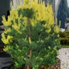 Candlelight Golden Scotch Pine - 3 Gallon Pot