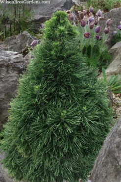 Green Penguin Scots Pine (Pinus Sylvestris) - 1 Gallon Pot