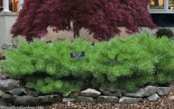 Hillside Creeper Scotch Pine (Pinus Sylvestris) - 6 Gallon Pot 12 Hillside Creeper Scotch Pine (Pinus Sylvestris) - 6 Gallon Pot -Wilson Bros Gardens pinus sylvestris hillside creeper 3 1
