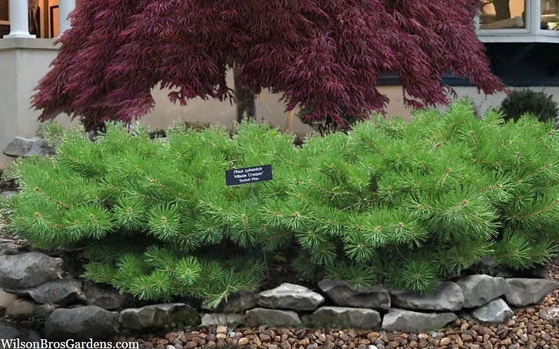 Hillside Creeper Scotch Pine (Pinus Sylvestris) - 6 Gallon Pot 6 Hillside Creeper Scotch Pine (Pinus Sylvestris) - 6 Gallon Pot - Image 6