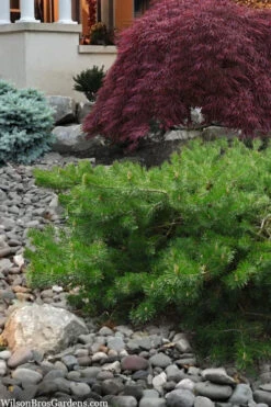 Hillside Creeper Scotch Pine (Pinus Sylvestris) - 6 Gallon Pot 13 Hillside Creeper Scotch Pine (Pinus Sylvestris) - 6 Gallon Pot -Wilson Bros Gardens pinus sylvestris hillside creeper 4 1