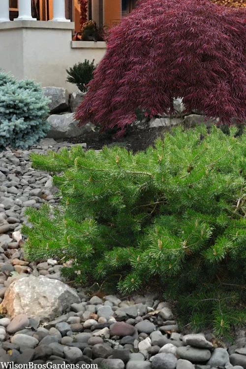 Hillside Creeper Scotch Pine (Pinus Sylvestris) - 6 Gallon Pot 7 Hillside Creeper Scotch Pine (Pinus Sylvestris) - 6 Gallon Pot - Image 7
