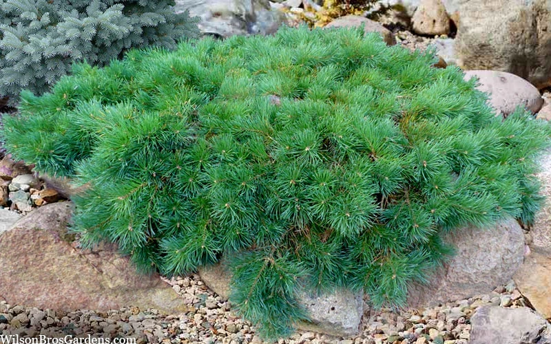 Hillside Creeper Scotch Pine (Pinus Sylvestris) - 6 Gallon Pot 5 Hillside Creeper Scotch Pine (Pinus Sylvestris) - 6 Gallon Pot - Image 5