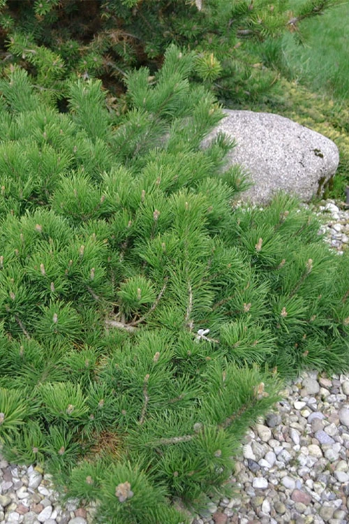 Hillside Creeper Scotch Pine (Pinus Sylvestris) - 6 Gallon Pot 1 Hillside Creeper Scotch Pine (Pinus Sylvestris) - 6 Gallon Pot