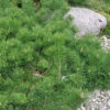 Hillside Creeper Scotch Pine (Pinus Sylvestris) - 1 Gallon Pot