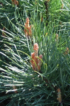 Scotch Pine Sculptured Pom Pom - 6 Gallon Pot -Wilson Bros Gardens pinus sylvestris sculptured pom pom scotch pine 9