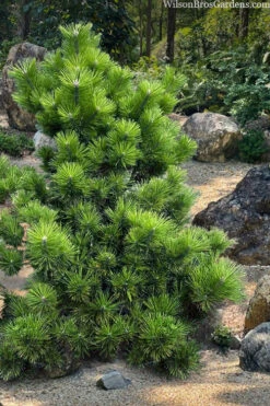 Banshosho Dwarf Japanese Black Pine - 3 Gallon Pot -Wilson Bros Gardens pinus thunbergii banshosho japanese black pine 4