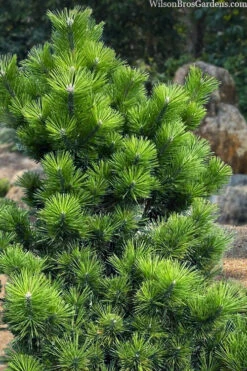Banshosho Dwarf Japanese Black Pine - 3 Gallon Pot -Wilson Bros Gardens pinus thunbergii banshosho japanese black pine 5
