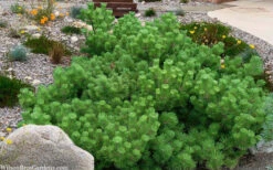 Banshosho Dwarf Japanese Black Pine - 3 Gallon Pot -Wilson Bros Gardens pinus thunbergii banshosho japanese black pine 9