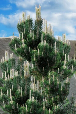 Kotobuki Japanese Black Pine (Pinus Thunbergii) - 2 Gallon Pot -Wilson Bros Gardens pinus thunbergii kotobuki japanese black pine 2 1