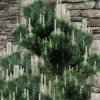 Kotobuki Japanese Black Pine (Pinus Thunbergii) - 3 Gallon Pot