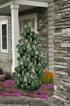 Kotobuki Japanese Black Pine (Pinus Thunbergii) - 3 Gallon Pot 8 Kotobuki Japanese Black Pine (Pinus Thunbergii) - 3 Gallon Pot -Wilson Bros Gardens pinus thunbergii kotobuki japanese black pine 4