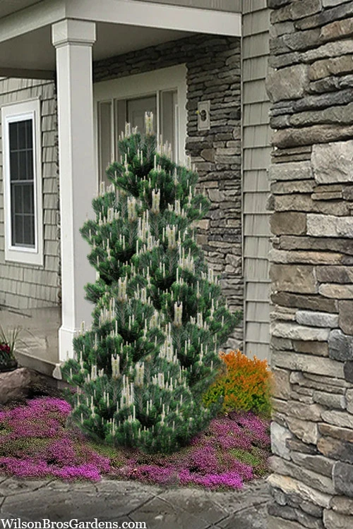 Kotobuki Japanese Black Pine (Pinus Thunbergii) - 3 Gallon Pot 4 Kotobuki Japanese Black Pine (Pinus Thunbergii) - 3 Gallon Pot - Image 4