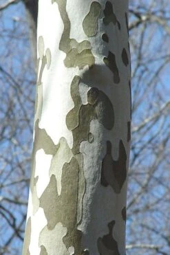 American Sycamore Tree - 3 Pack Of 1.5 Quart Pots -Wilson Bros Gardens platanus occidentalis american sycamore tree 1