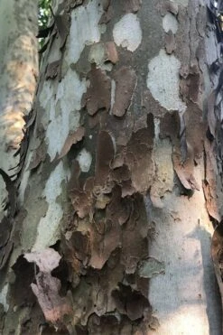 American Sycamore Tree - 3 Gallon Pot 10 American Sycamore Tree - 3 Gallon Pot -Wilson Bros Gardens platanus occidentalis american sycamore tree 6 1