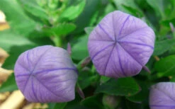 Pop Star Blue Balloon Flower (Platycodon) - 1 Gallon Pot -Wilson Bros Gardens platycodon pop star blue balloon flower 4 1