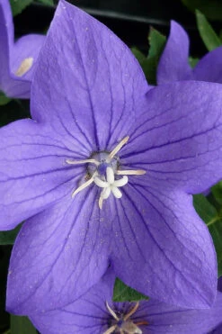 Pop Star Blue Balloon Flower (Platycodon) - 5 Pack Of Quart Pots -Wilson Bros Gardens platycodon pop star blue balloon flower 5