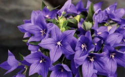 Pop Star Blue Balloon Flower (Platycodon) - 5 Pack Of Quart Pots -Wilson Bros Gardens platycodon pop star blue balloon flower 8