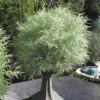 Dwarf White Stripe Bamboo - Pleioblastus Fortunei - 1 Gallon Pot