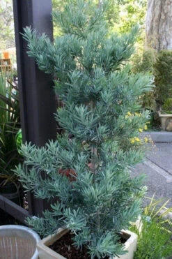 Blue Podocarpus Yew - 3 Gallon Pot -Wilson Bros Gardens podocarpus elongatus blue podocarpus 4