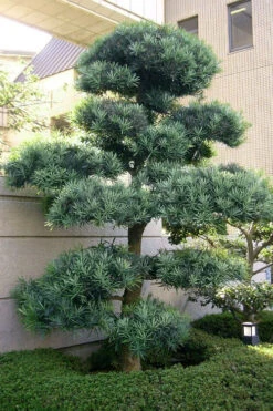 Blue Podocarpus Yew - 3 Gallon Pot -Wilson Bros Gardens podocarpus elongatus blue podocarpus 6