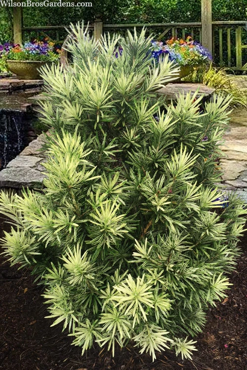 Roman Candles Podocarpus Macrophyllus - 1 Gallon Pot 1 Roman Candles Podocarpus Macrophyllus - 1 Gallon Pot