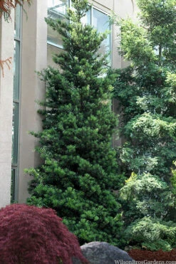 Podocarpus Macrophyllus Upright Yew - 7 Gallon Pot (4-5')