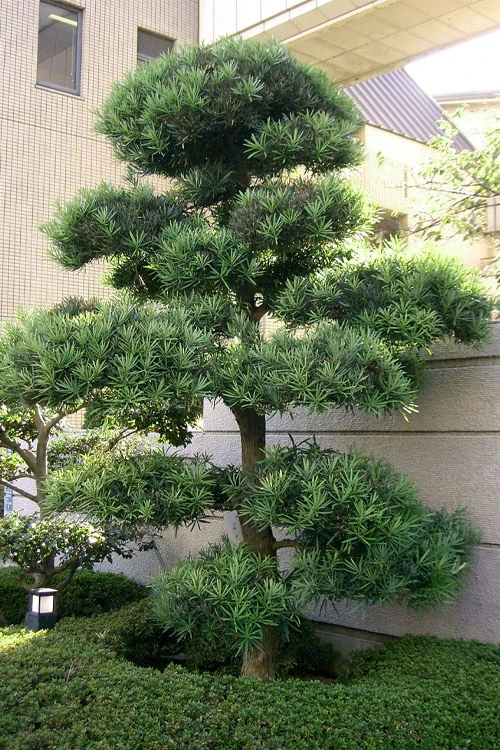 Podocarpus Macrophyllus Upright Yew - 7 Gallon Pot (4-5') 6 Podocarpus Macrophyllus Upright Yew - 7 Gallon Pot (4-5') - Image 6