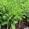 Fragrant Variegated Solomons Seal (Polygonatum Odoratum) - 5 Pack Of Quart Pots