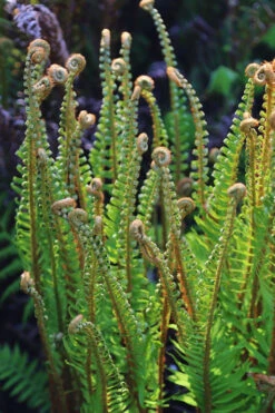 Western Sword Fern (Polystichum Munitum) - 1 Gallon Pot -Wilson Bros Gardens polystichum munitum western sword fern 10