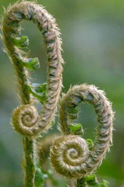 Western Sword Fern (Polystichum Munitum) - 1 Gallon Pot -Wilson Bros Gardens polystichum munitum western sword fern 2