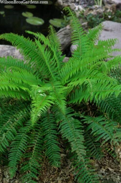 Western Sword Fern (Polystichum Munitum) - 1 Gallon Pot -Wilson Bros Gardens polystichum munitum western sword fern 4