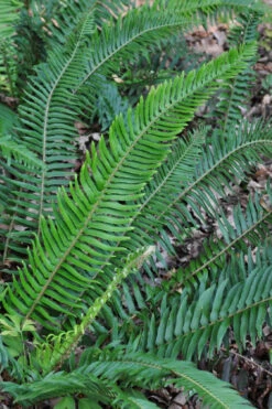 Western Sword Fern (Polystichum Munitum) - 1 Gallon Pot -Wilson Bros Gardens polystichum munitum western sword fern 5