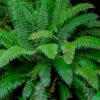Western Sword Fern (Polystichum Munitum) - 6 Pack Of 1 Gallon Pots