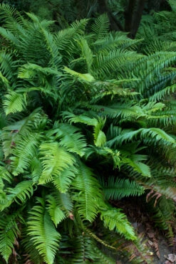Western Sword Fern (Polystichum Munitum) - 6 Pack Of 1 Gallon Pots -Wilson Bros Gardens polystichum munitum western sword fern 8 1