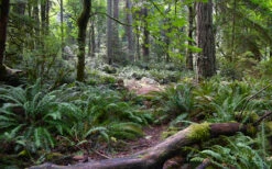 Western Sword Fern (Polystichum Munitum) - 1 Gallon Pot -Wilson Bros Gardens polystichum munitum western sword fern 9
