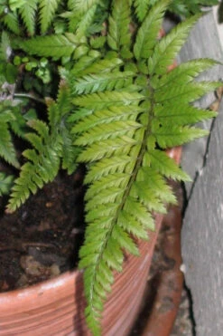Korean Rock Fern - 1 Gallon Pot -Wilson Bros Gardens polystichum tsus simense korean rock fern 1 1