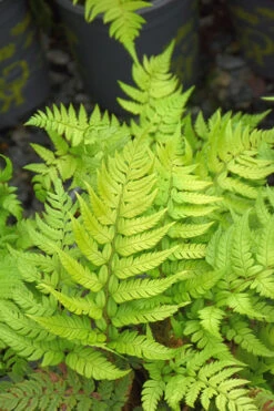Korean Rock Fern - 1 Gallon Pot -Wilson Bros Gardens polystichum tsus simense korean rock fern 4 1