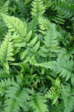 Korean Rock Fern - 6 Pack Of 1 Gallon Pots -Wilson Bros Gardens polystichum tsus simense korean rock fern 5