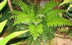 Korean Rock Fern - 6 Pack Of 1 Gallon Pots -Wilson Bros Gardens polystichum tsus simense korean rock fern 6