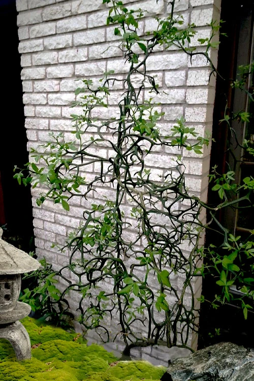 Flying Dragon Hardy Orange Tree - 7 Gallon Pot (5-6') 1 Flying Dragon Hardy Orange Tree - 7 Gallon Pot (5-6')