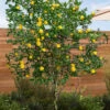 Flying Dragon Hardy Orange (Single Trunk Tree Form) - 7 Gallon Pot (6-7')