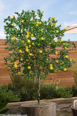 Flying Dragon Hardy Orange (Single Trunk Tree Form) - 7 Gallon Pot (6-7')