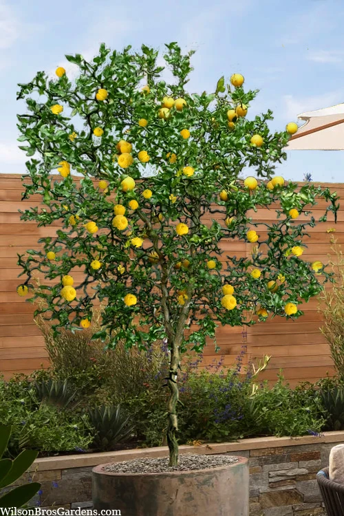 Flying Dragon Hardy Orange (Single Trunk Tree Form) - 7 Gallon Pot (6-7') 1 Flying Dragon Hardy Orange (Single Trunk Tree Form) - 7 Gallon Pot (6-7')