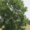 Eastern Cottonwood Tree (Populus Deltoides) - 1 Gallon Pot